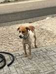 Cão de raça indeterminada - tipo de caça