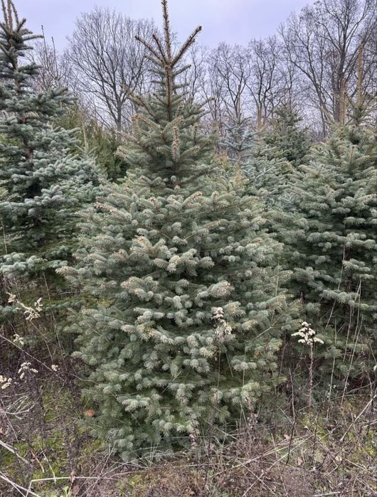 CHOINKI z własnej plantacji