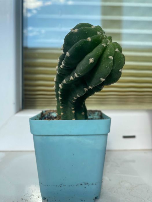 Чудові Кактуси! Квітнуть білими кватками!