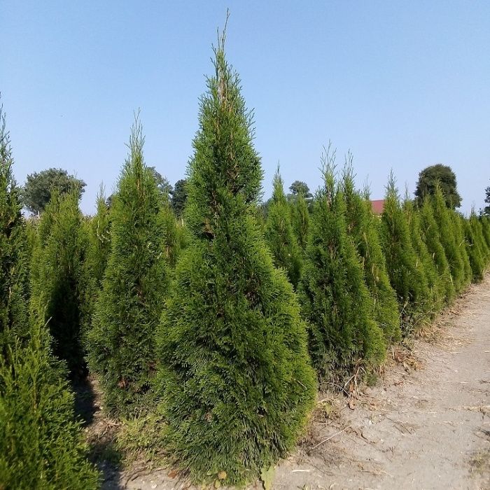 Thuja Smaragd 100,120,140,150 cm! Tuja Szmaragd! Sadzimy! Dowóz! Tuje!