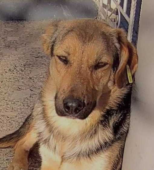 FRANKO- 1,5 roku, pies zwany inteligencją, uratowany w Bułgarii