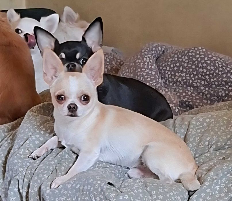 Chihuahua krótkowłosy piesek zkwp FCI