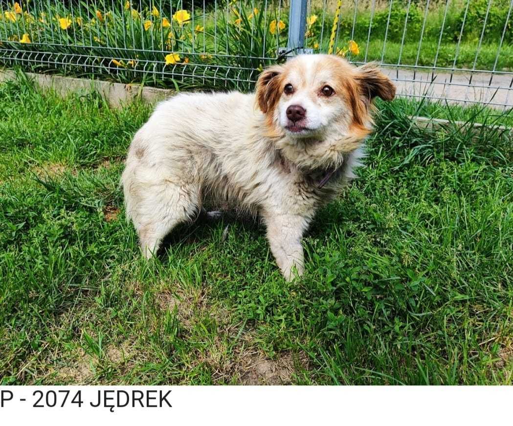 Pilna pomoc dla Jedrusia ok.6 let.ślicznego maluszka ze schroniska
