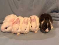 Fofinhos coelhos anoes