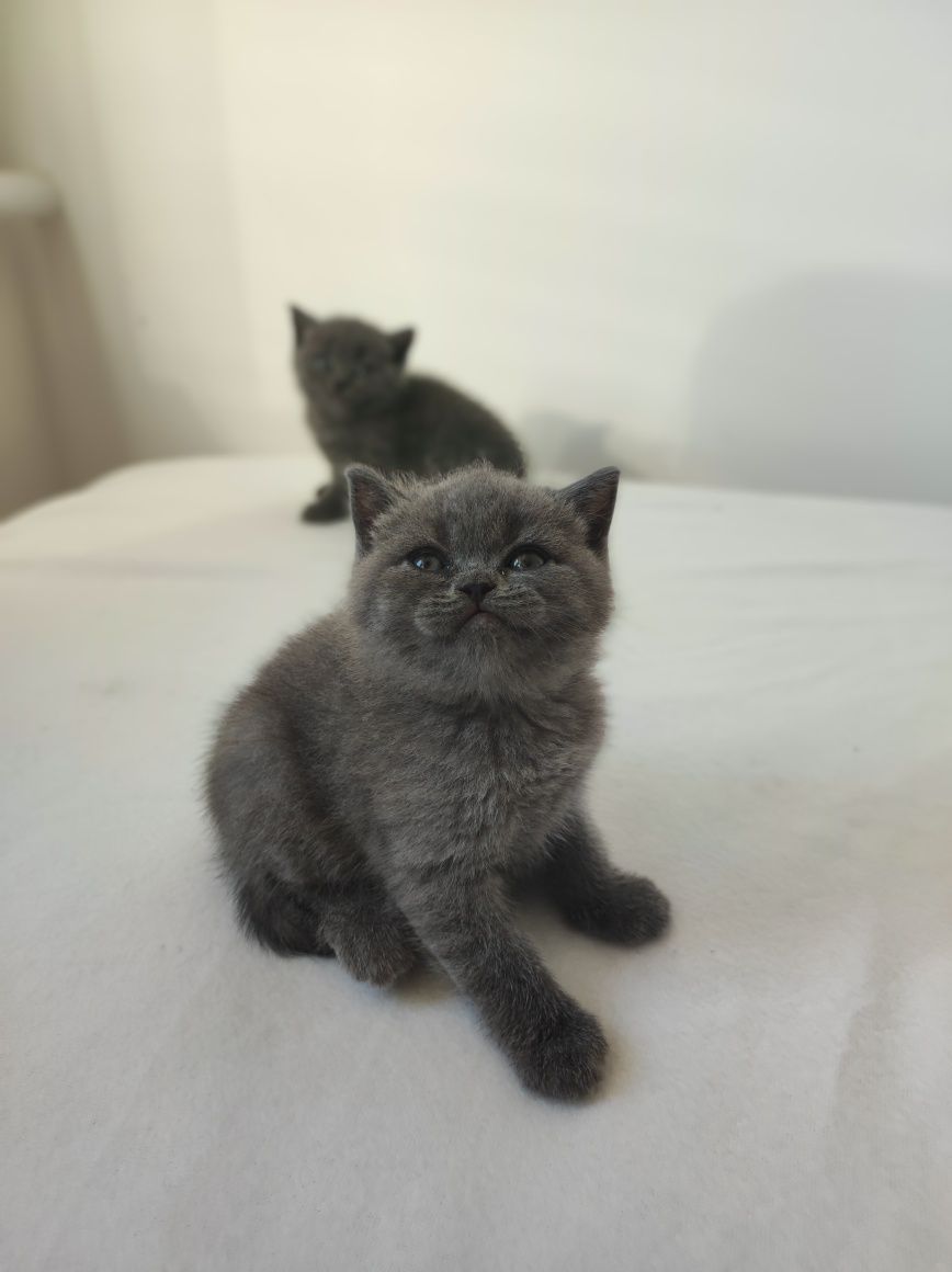 Висловухі шотландські кошенята