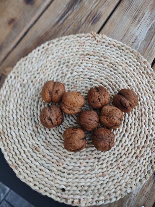 Orzech włoski 'Jacek Gigant'