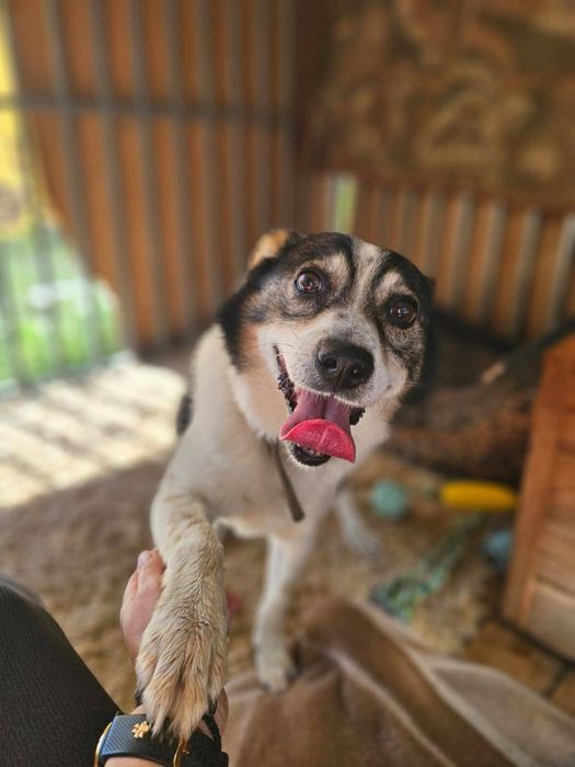 Tołdi – wesoły, bezkonfliktowy psiak szuka domu!  Adopcja