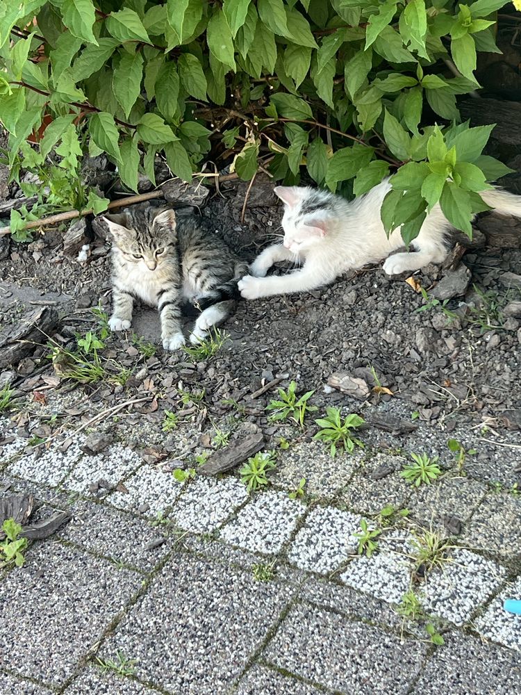 Oddam kotki w dobre ręce