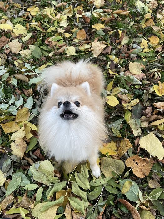 Пропонуємо до в‘язки померанського шпіца