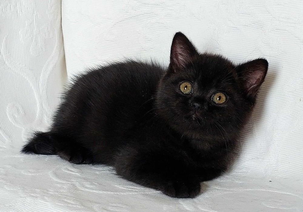 Чистокровнi короткошерстнi британськi кошенята з розплiдника