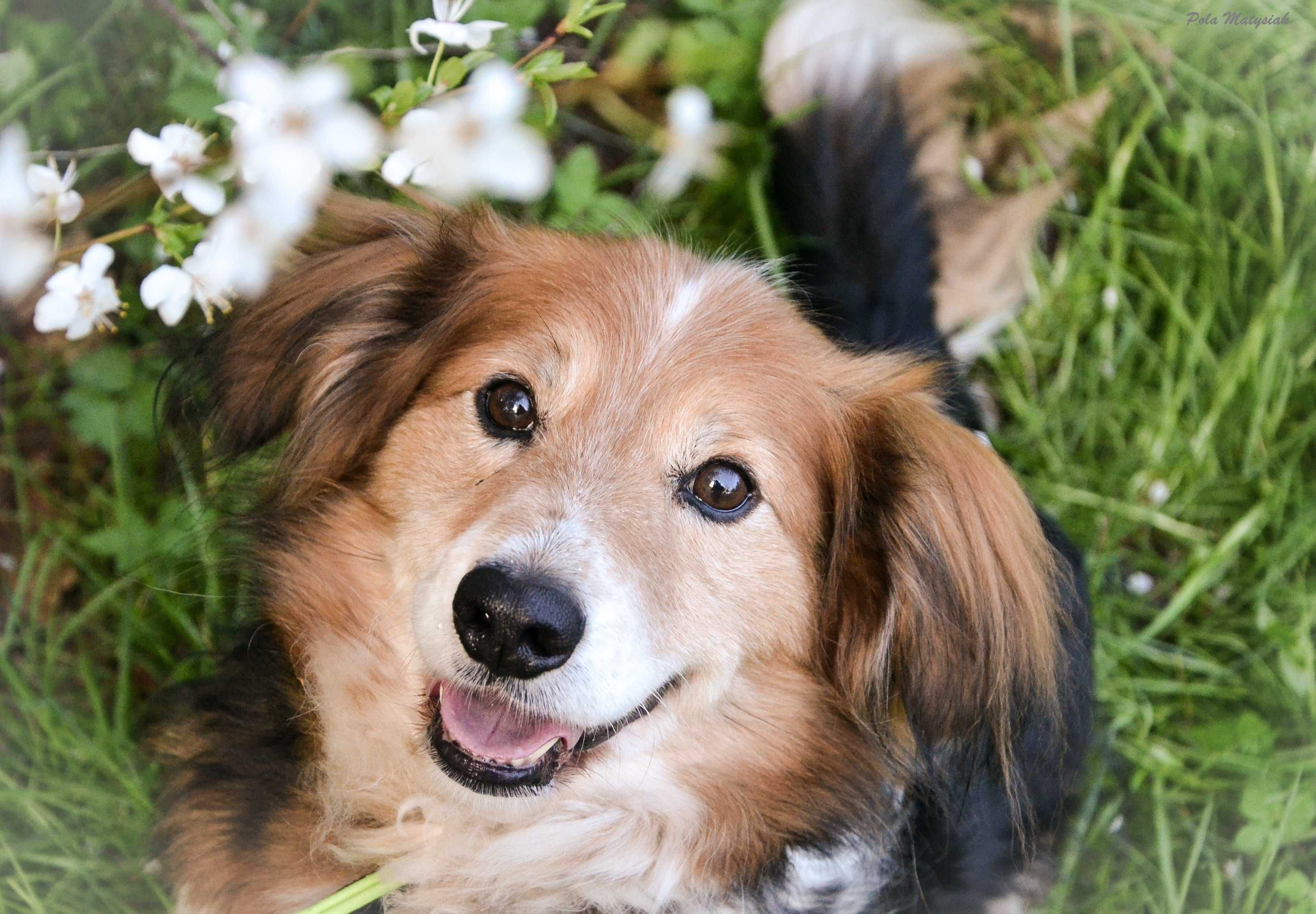 Śliczny Bohunek do adopcji ! !