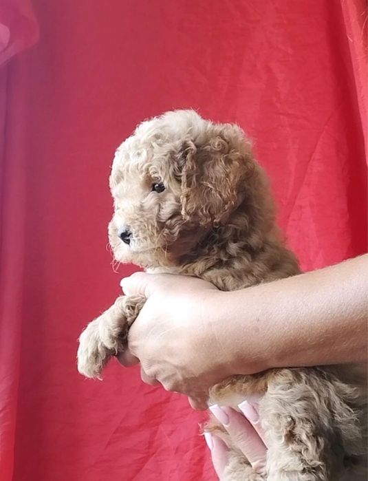 Чудесный малыш той пудель