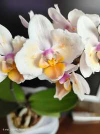 Домашня орхідея мультифлора сорт Good idea азіат метелик КВІТНЕ