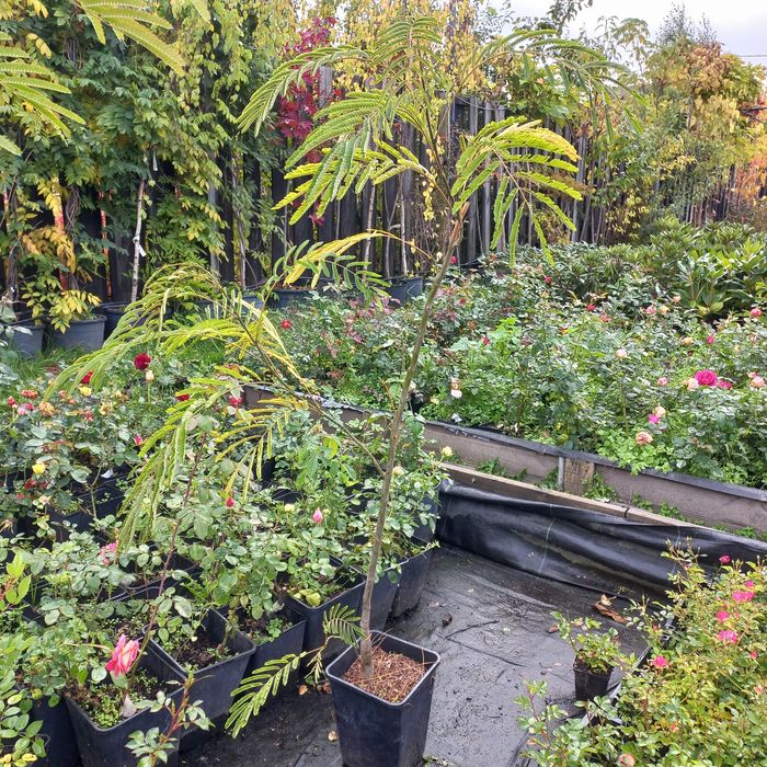 Альбіція Лінкеранська Акація Шовкова Акація 2х річка в контейнері 50см