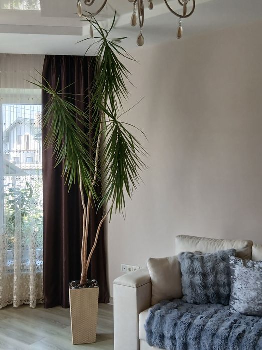 (2м) Драцена , пальмове дерево