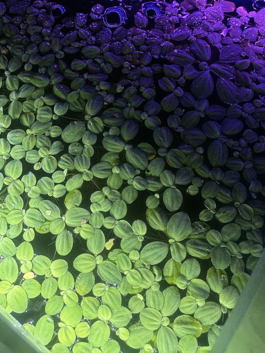 Пістія в акваріум