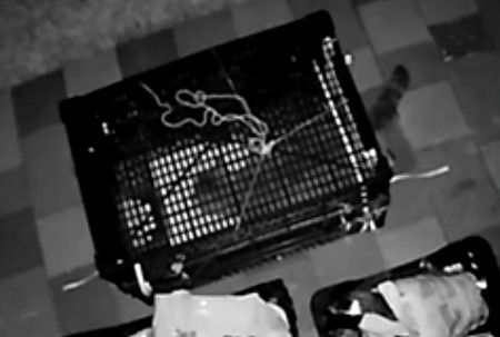 Аренда ловушки автомат. Живоловка, споймать кота, кошку, котят