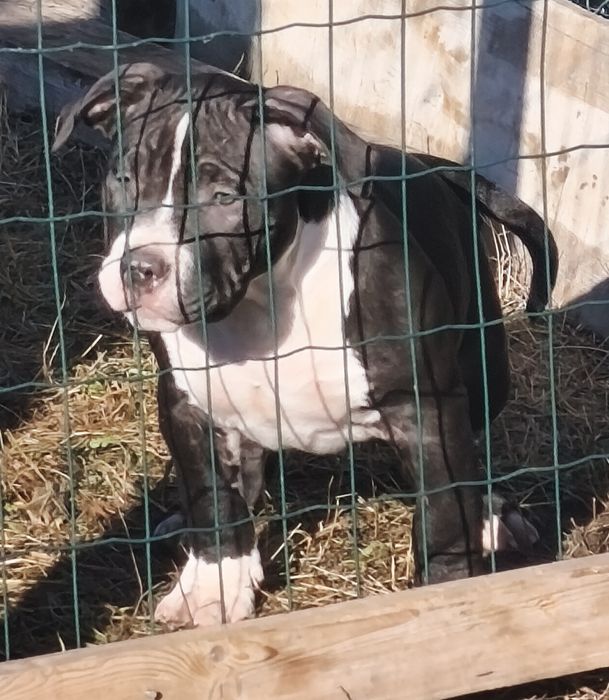 American Bully Pocket