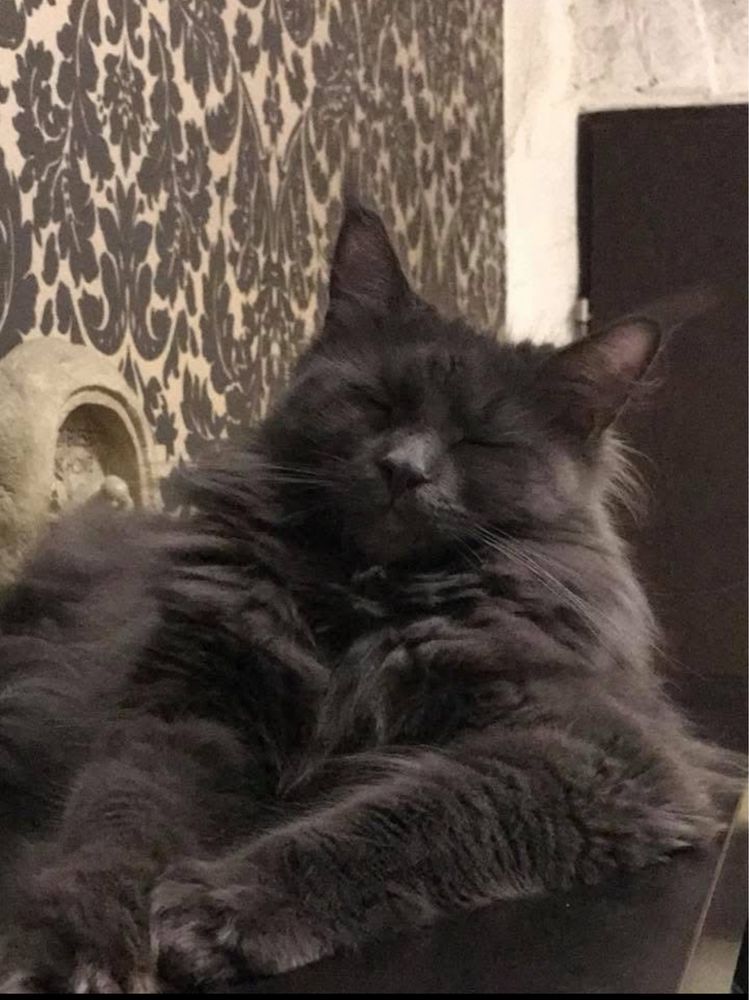 Kotka Epi Maine Coon szuka nowego domu .