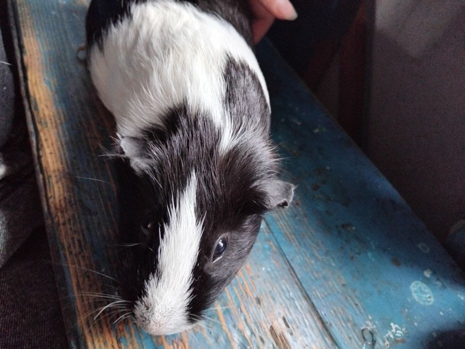 Продаю морських свинок