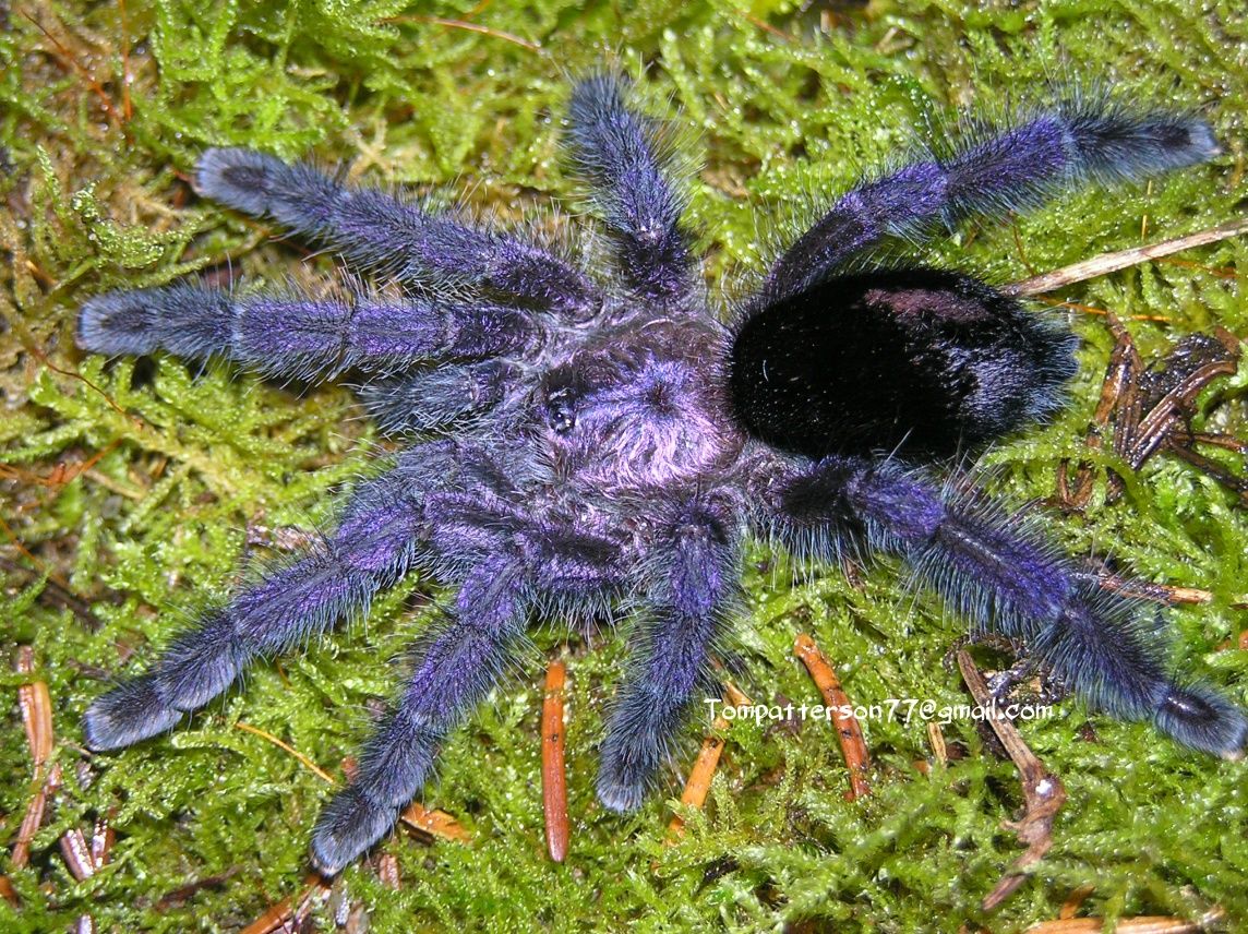 Avicularia purpurea 10 sztuk l2