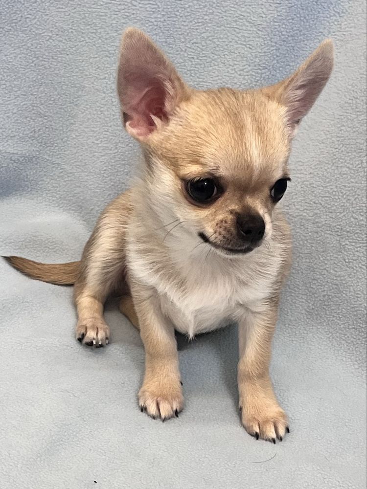 CHIHUAHUA MACHO PEQUENINO
