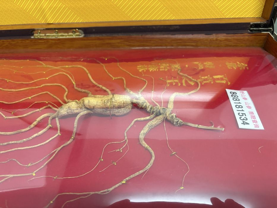 Ginseng selvagem 20/30 anos