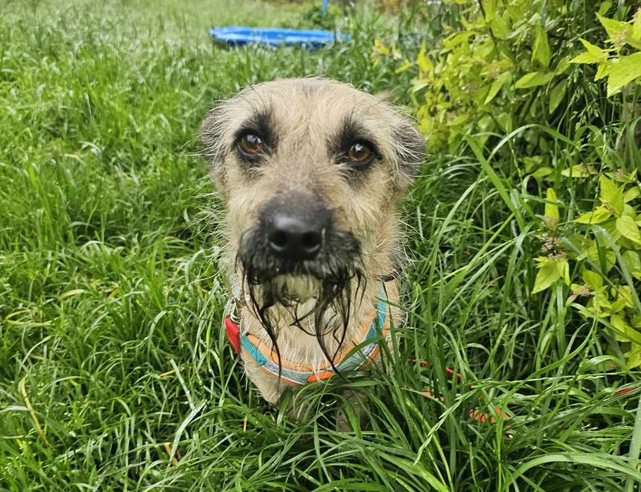 Malutka 6kg sunia szuka domu