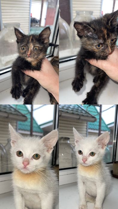 Очаровательные котята ждут новый дом