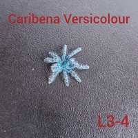 Caribena Versicolour L3-4 DOSTAWA