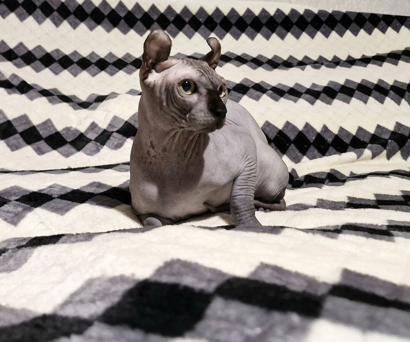 Мальчик породы Эльф