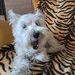 Sonia do adopcji