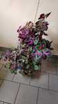 Kwiat Coleus kolorowa pokrzywa