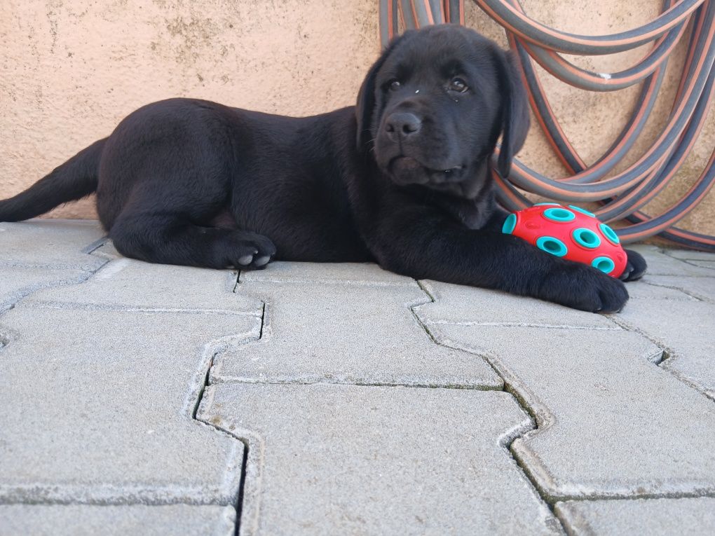 Labrador Retriever preto macho com Lop