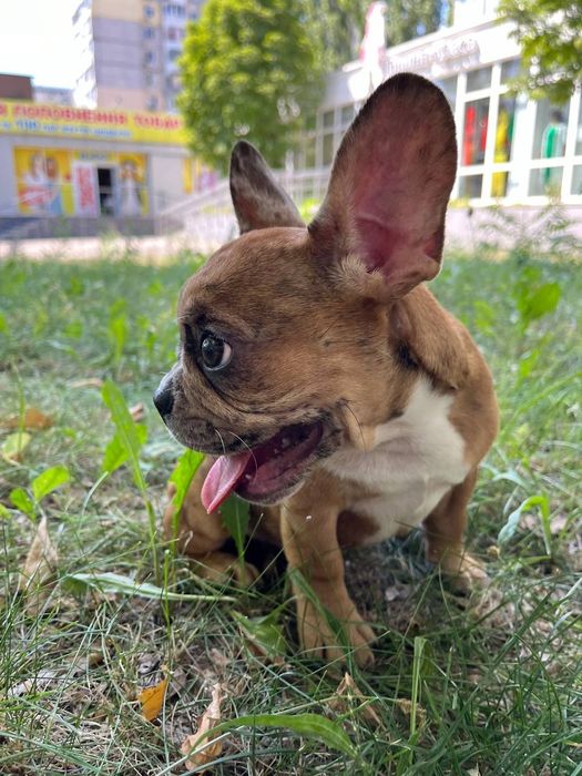 Французский бульдог