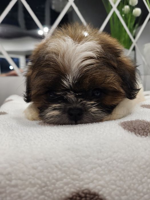 Sunia shih tzu gotowa na nowy domek