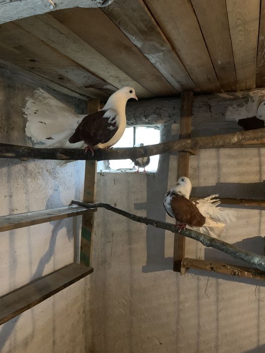 Gołąbki para pawiki biało / brazowe /Okazja  !