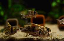 Kirys corydoras super Schwartzi cory CW028