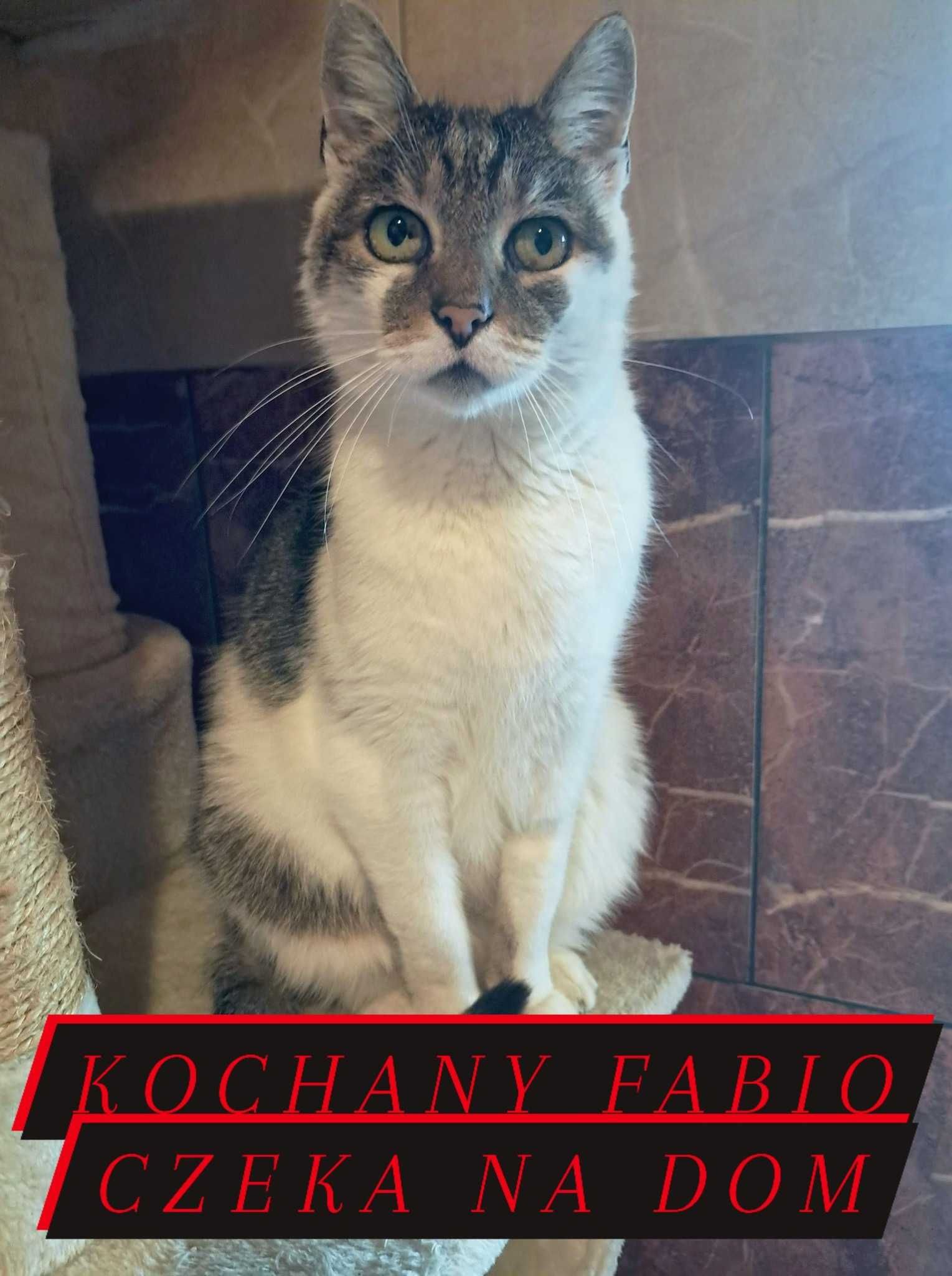 Fabio ok 2 let.pięknie umaszczony kocurek czeka na Ciebie Korabek