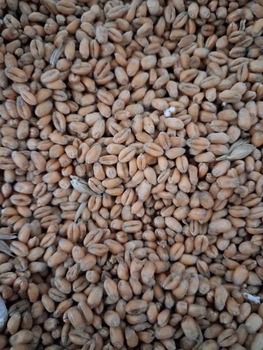 Pszenica ozima paszowa jakościowa