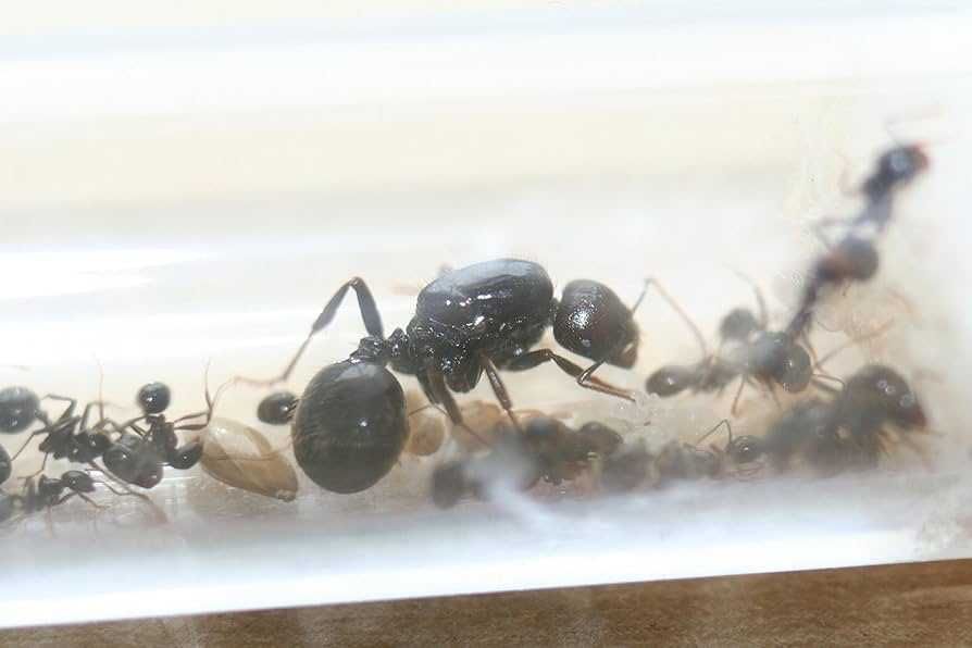 Messor Barbarus kolonia