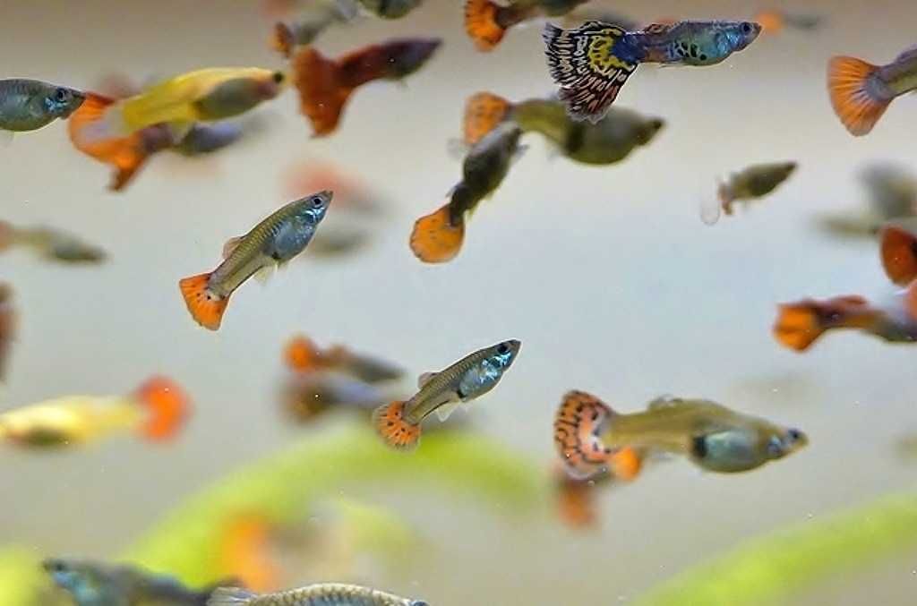 Gupiki pięknie wybarwione, dorosłe rybki