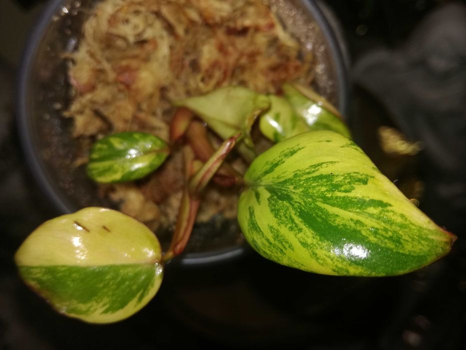 Philodendron Strawberry Shake Variegata Pink roślina kwiat monstera