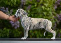 Chart Angielski whippet FCI