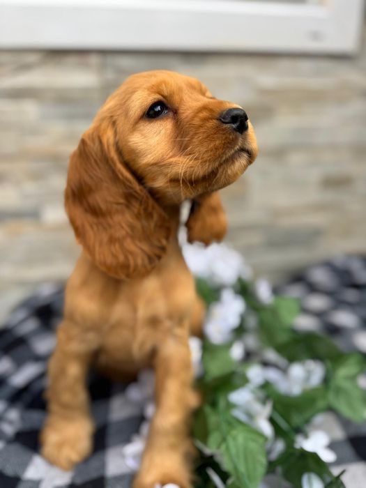 Cocker spaniel sunia z rodowodem