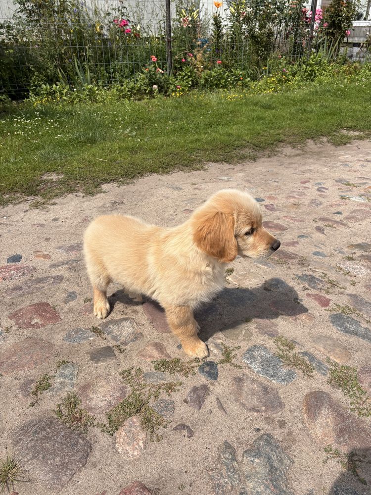 Golden Retriever Piesek
