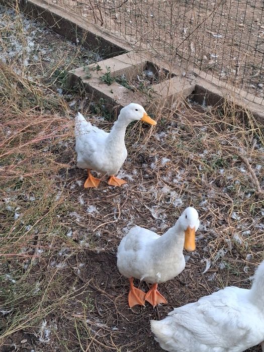 Vendo patos marreco pequim casais adultos