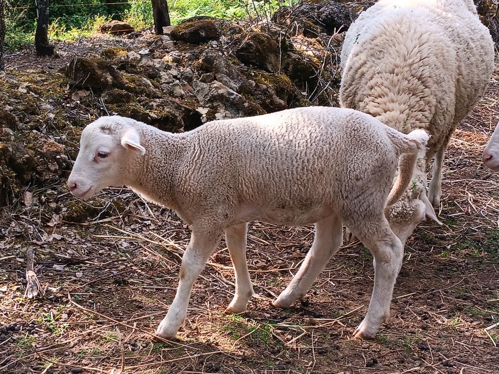 Borrego nascido em março
