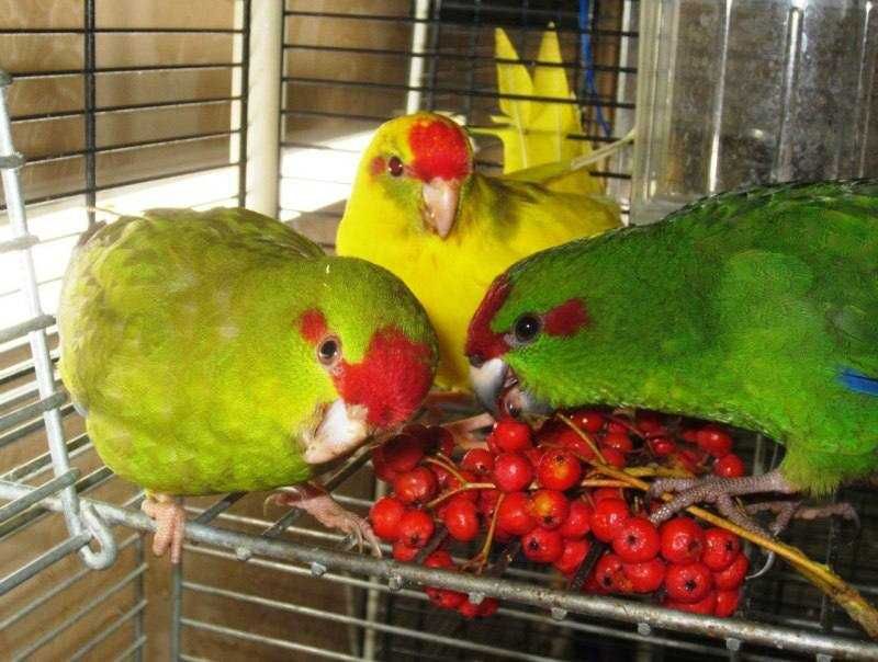 Асортимент папуг Какариків різних забарвлень