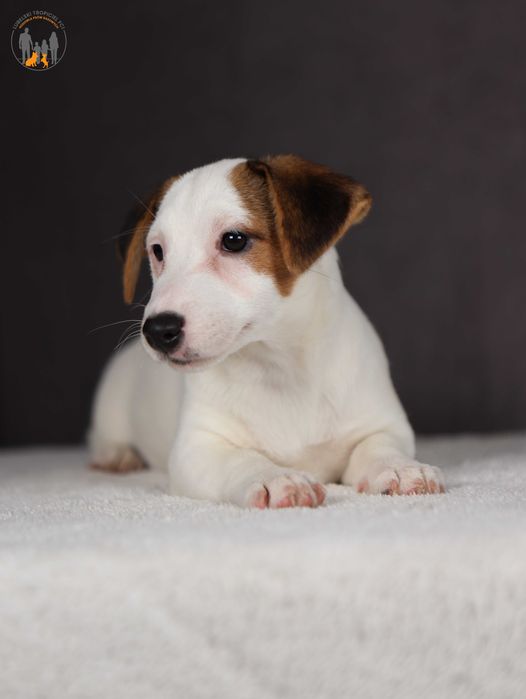 Jack Russell Terrier ZKwP FCI piękna suczka k.włos